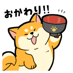 むっちりでかわいい柴犬の冬 その２