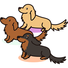Jupi & Duchshund Buddies
