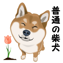 普通の柴犬