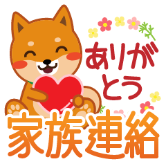 柴犬「ムサシ」２６　家族連絡用