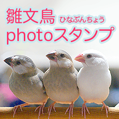 雛文鳥photoスタンプ