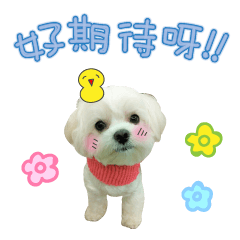 萌犬吉弟駕到