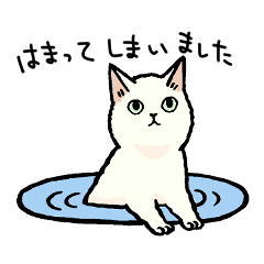 毎日猫ちゃんたち