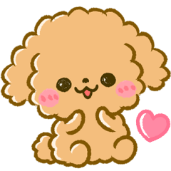傳達心意♡超可愛♡Q毛小貴賓