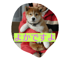 よく使う熊本弁　わんちゃん編 dog