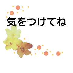 美しい花達  2