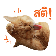 Futoru Cat 2