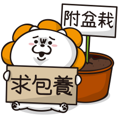 白博美溜迪─小橘花篇
