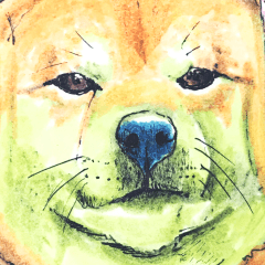 柴犬さんたち
