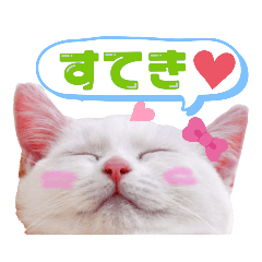 短足だってイイ！きゃわわ実写キティちゃん