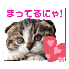 短足だってイイじゃん！かわいい猫スタンプ