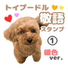 敬語のトイプードル暖色ver.〜coto〜1