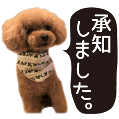 かわいい・わんこ⑭トイプー・文字大きめ