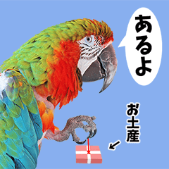 インコ達の日常スタンプ「吹き出し」