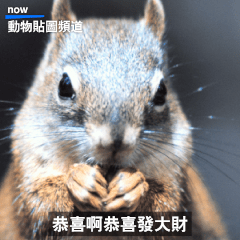 動物星球頻道 觀察語錄：賀年大貼圖篇
