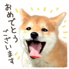 敬語で柴犬だワン！