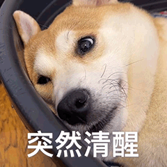 Funny firewood dog's daily life 6