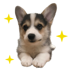 コッペFC
