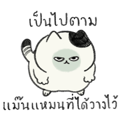 The BOSS Cat 2
