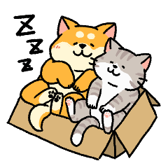 柴犬むちと猫のふくにゃん
