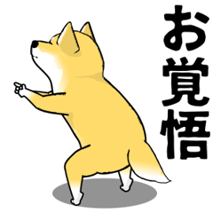 え、どうした!?柴犬 3