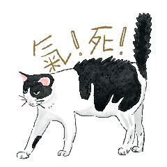 賓士貓陳皮梅