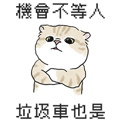 奶油小生說幹話3 (淺奶油虎斑)