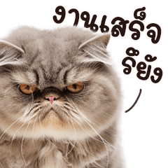 ก๊วนแมวน่ารัก! บิ๊กสติกเกอร์