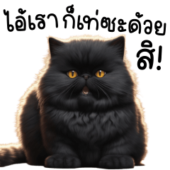 แมวดำ อ้วนตัวตึง!