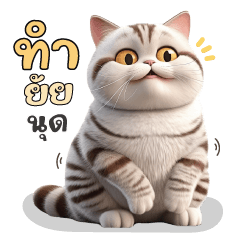 แก๊งค์แมวอ้วน : อเมริกัน ช็อตแฮร์