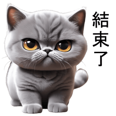 灰貓非常可愛