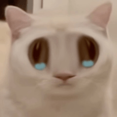 搞怪的猫咪 5 ^o^
