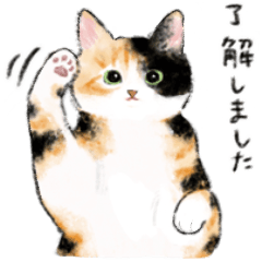 My cat! (calico cat 1)