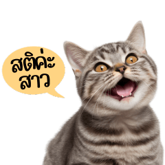 แมวลายทางเพื่อนรัก V.3