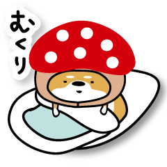 き、きのこけん。【日常・冬・年末】