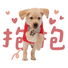 導盲犬貼圖 第二彈