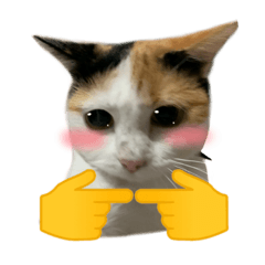 goofy calico cat memes