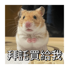 雞蛋糕：日常廢話篇