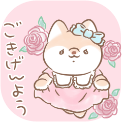 淑女般的狗