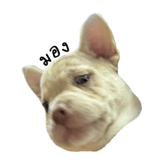 not so slim dog