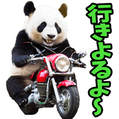 Panda speaking Yamaguchi diale