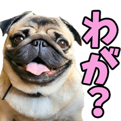 青森弁☆わんこ