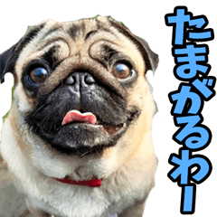 大分弁☆わんこ