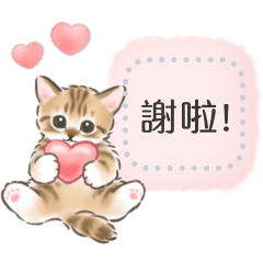 可愛的貓訊息貼圖
