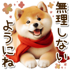 毎日使える冬の柴犬