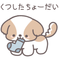 うちのかわいいシーズー