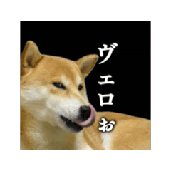 柴犬こむぎとボクの三浦半島⑧