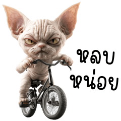 แมวสฟิงซ์ดูกวนแต่น่ารัก 2