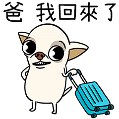 小吉娃娃Minmin叫爸爸