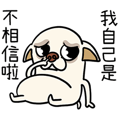 小吉娃娃Minmin是寶寶欸！